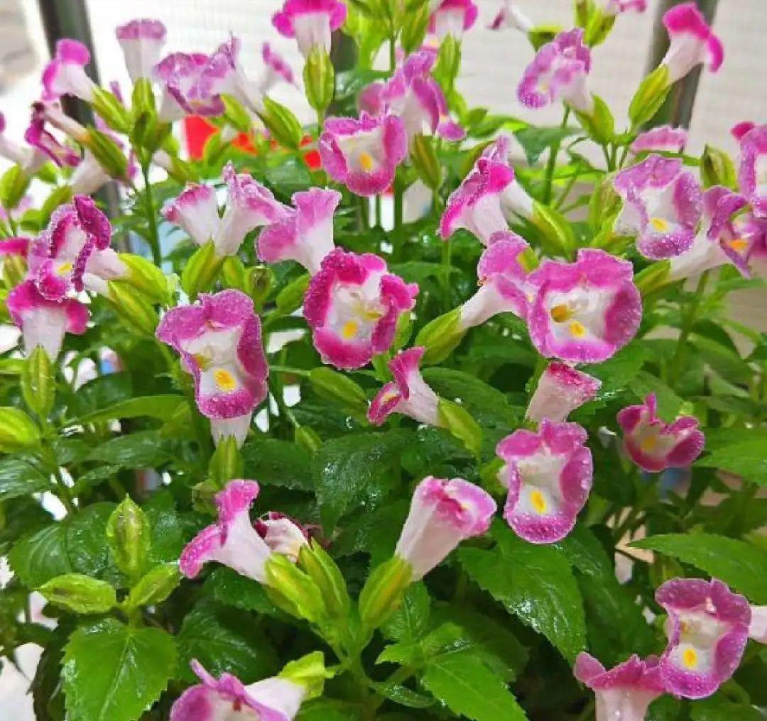花盆儿|养花总不好?4个“胡乱闹”,看你占了几个,难怪养的差劲