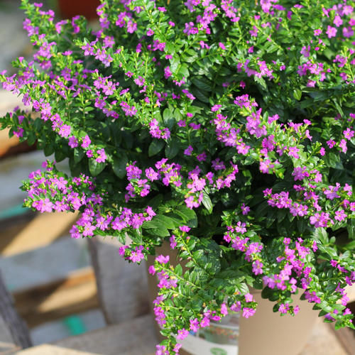 冬季|紫花满天星怎么过冬?它在冬季会死亡吗?几点基础养护你要知道