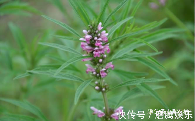 蛇莓|小时候常见又叫不上名的植物，终于知道叫啥了，太全了