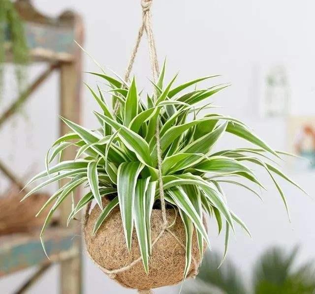 这些花不用太多光,放在家里的阴处养,开花大朵真漂亮