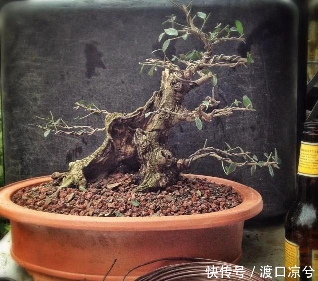 铁丝|养几年的盆景植物在早春的时候没有移栽，那真是亏大了！