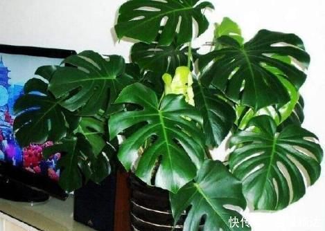 植物|卫生间“神器”,养这“3种”植物,杀菌、吸臭,再也不担心臭味啦