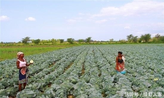  要来|非洲一盘白菜60元, 中国人来这开荒收获后, 当地人争相要来下地