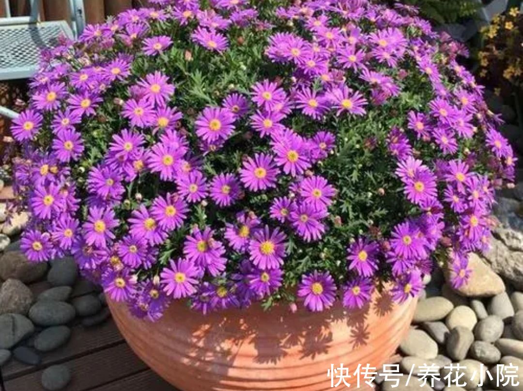 三种花，开花漂亮花期长，春天就能养