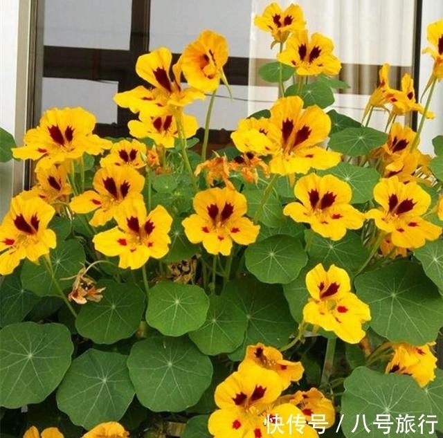 这花,叶形优美,花朵靓,开花也能爬满墙