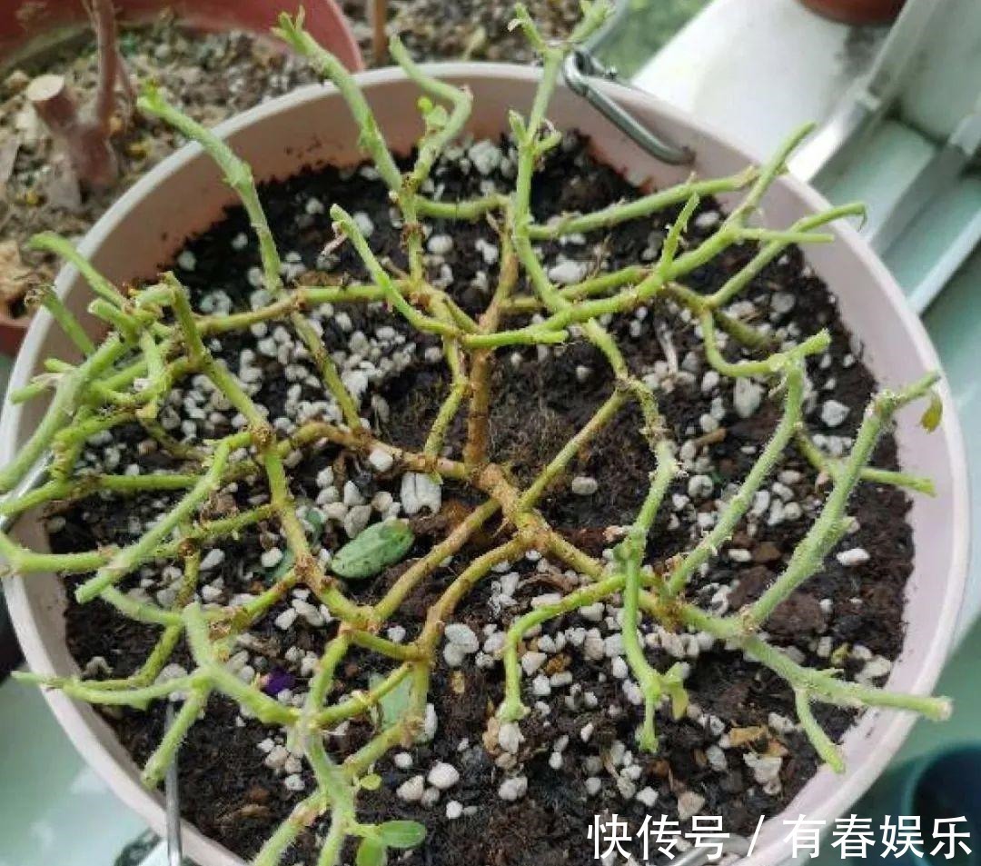 现在养花要重剪,剃光头,撸光叶,越狠越爆盆