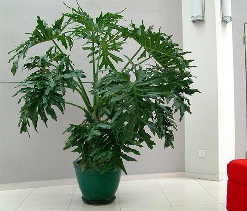 芦荟|5种盆栽夏天不休眠,大水大肥的伺候,越热反而长势越旺