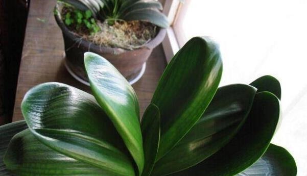 养君子兰用这个小妙招,开花多、新叶多、不夹箭,叶子绿的发光