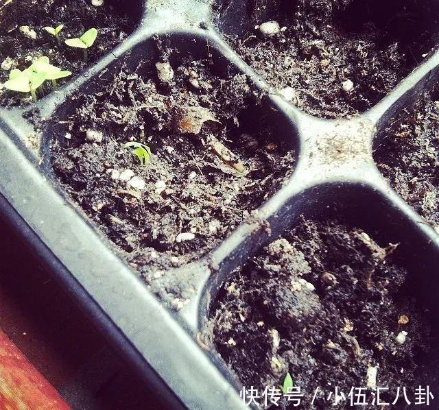 植株|盆栽“法宝”:收获前是“驱虫剂”,收获后可香料、可茶饮!