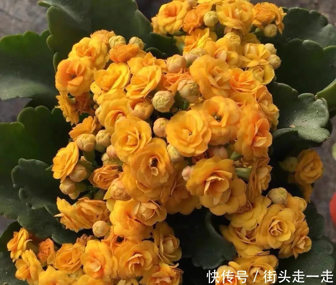 45种长寿花,个个都美爆了,你家养了多少种?