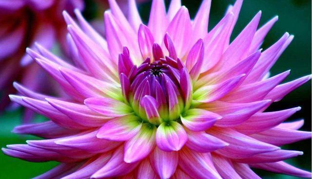 几种好养又漂亮,深受花友喜爱,阳台开成小花园