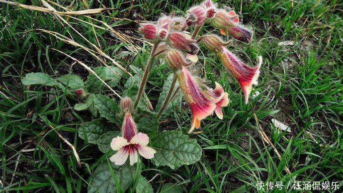 生地|农村这种野草,李时珍称它“服之面如桃花,轻身不老”!你见过么