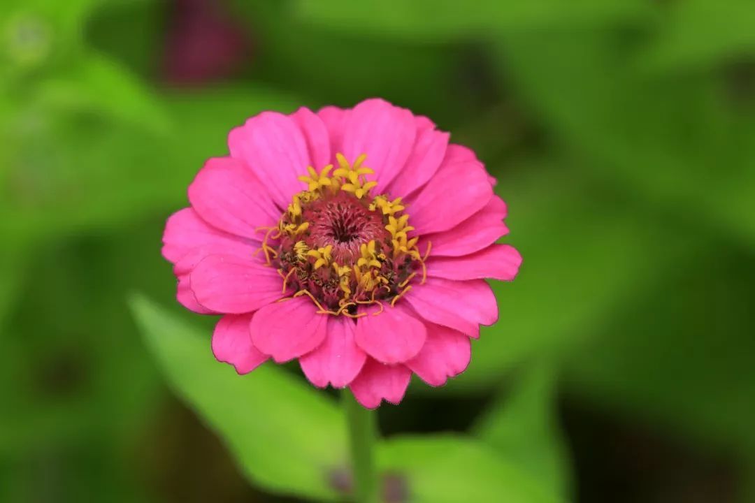 冷门好听的花名英文(冷门好听的花名英文及花语男)