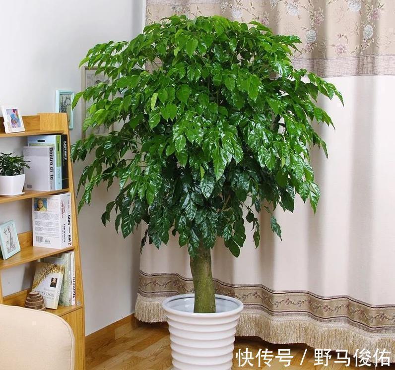 油绿|客厅养花,就养“大树”,2年长成“绿巨人”,优雅漂亮,品位佳