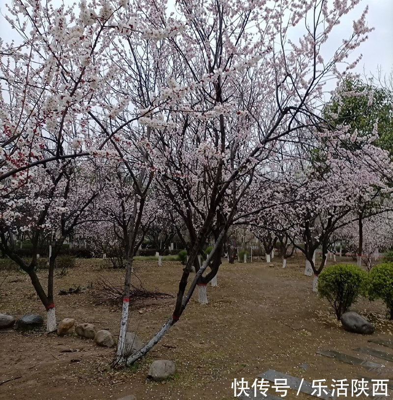 中年|百花争春时节，在西安，这些浪漫的事情一安排 ，想怎么嗨都行