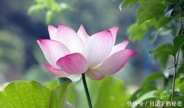 将苑|“气度”决定“人生境界”，分为6层，你能达到第几层