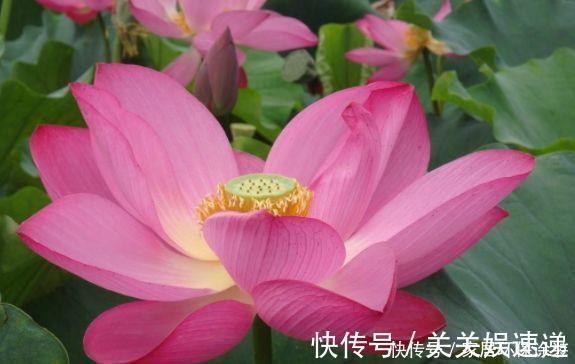 家里必养此款花卉,耐寒易打理,花美色艳,养在阳台极美了