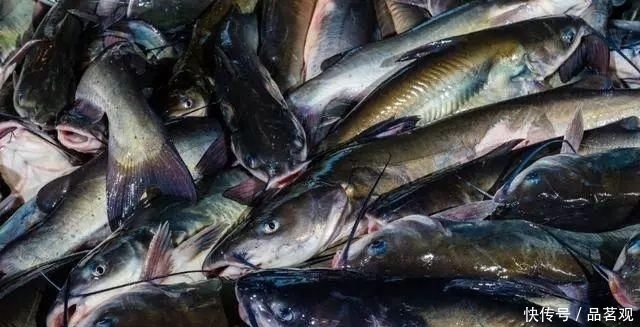 捕到|渔民公认“最难吃”的四种鱼类,爱吃的人不多,捕到也只能扔掉
