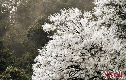 杏花|四川古蔺夜间降雪 虎头山上再现雾凇景观