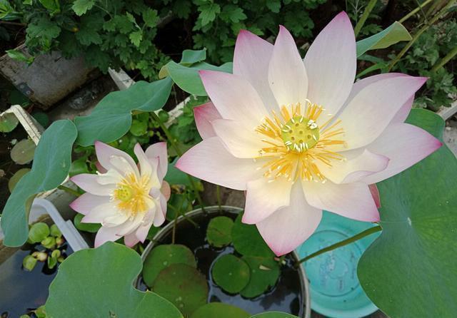 种植|能养阳台上养的荷花，有个碗就行，种植容易，开花超美，值得拥有