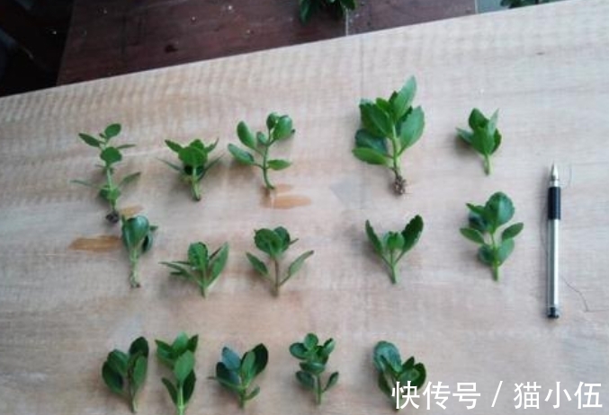 小齐|又到长寿花扦插季节，做好“2选3足”，15天长满白根！