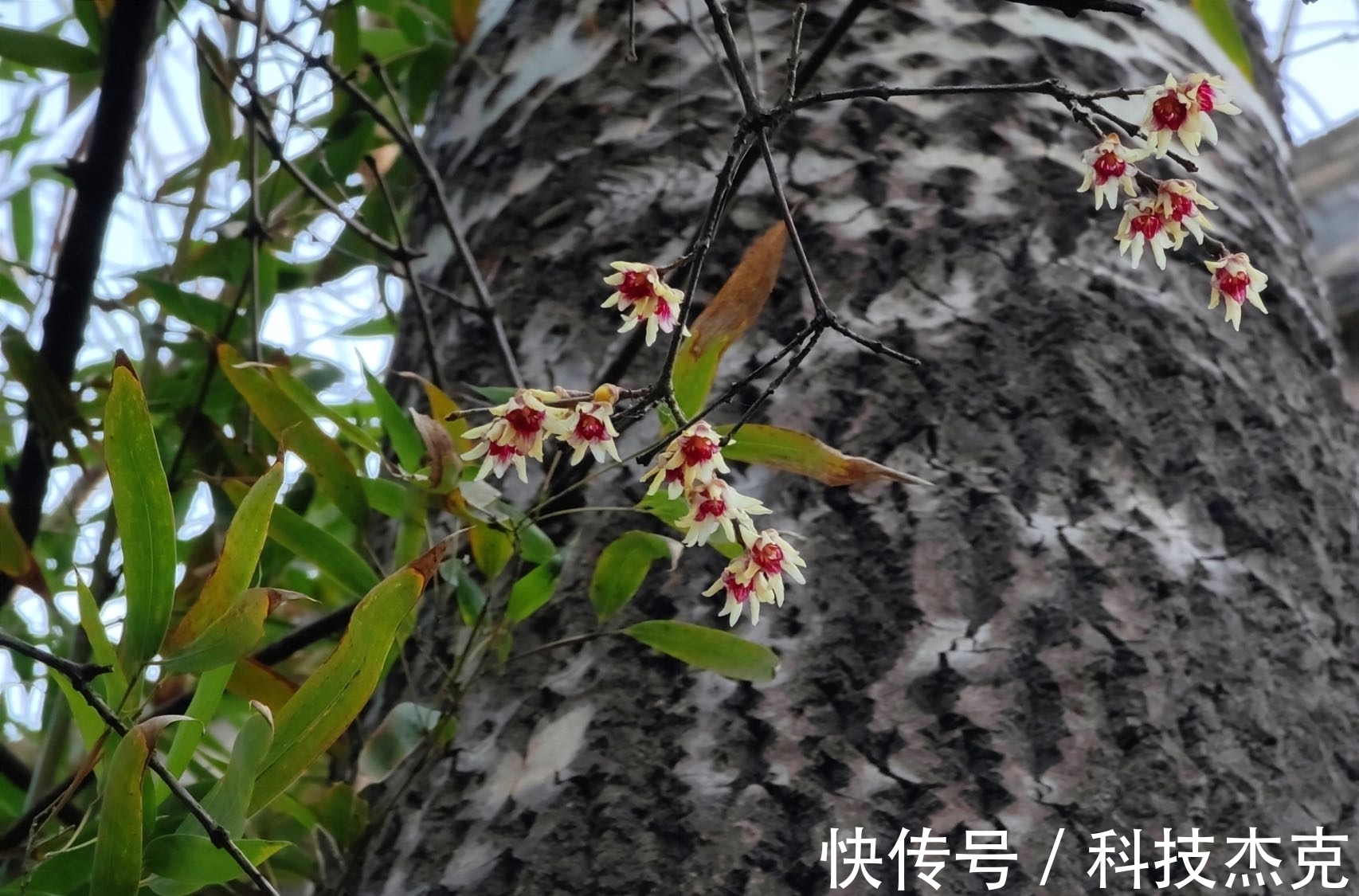 京城梅花先趁小寒开