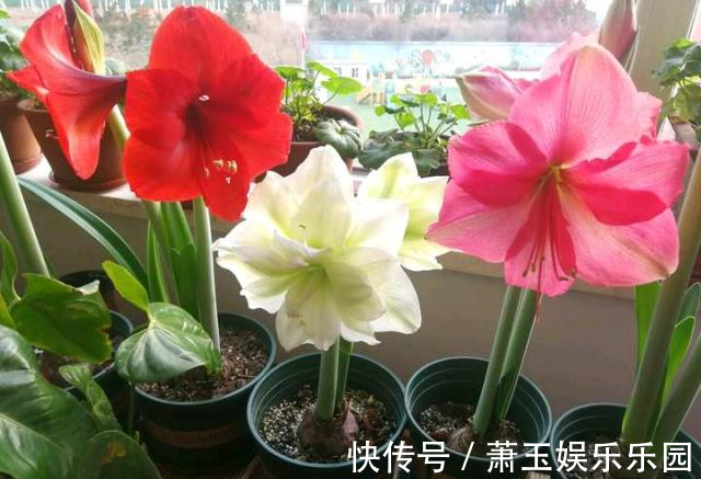 客厅别养“10种花”,虽然很漂亮,却是不利于健康的“危险花”