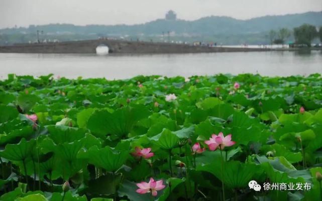 投资|签约10个跨境电商项目！这场推介会成果丰硕！