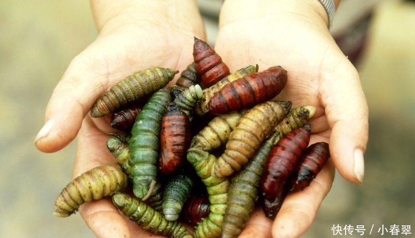 重口“美味”,你敢吃吗,我看了都怕了!