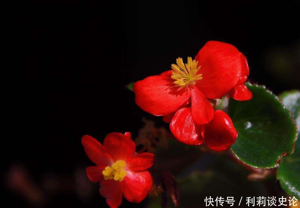 4种花,清新又自然,花色鲜艳漂亮,花期超长,养在家里美极了