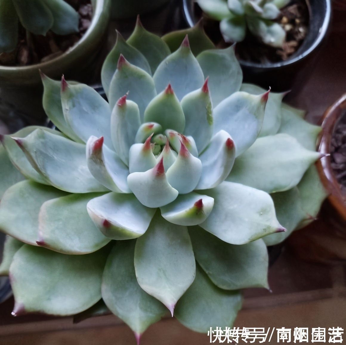 气温|冬季养多肉，“禁区”要知道，老手分享经验，新手养肉不发愁