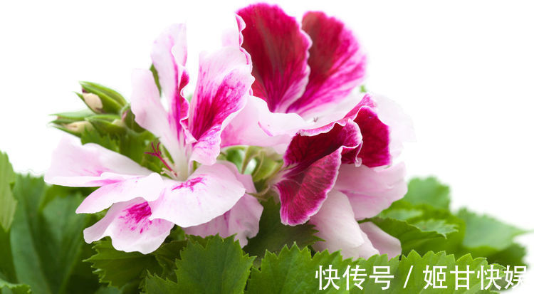 养花就养5种花,好养易活花量大,开花爆盆很漂亮,谁养谁上瘾