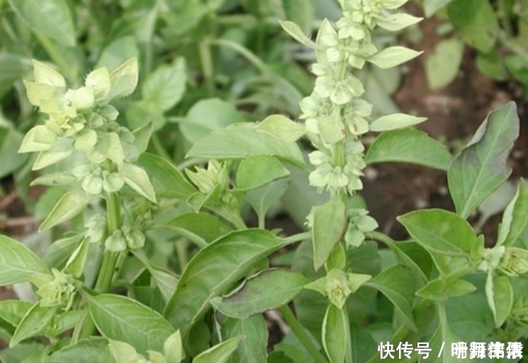 告知删除|这种野菜在农村很常见，日本人开价一斤30元都不卖，你们吃过吗