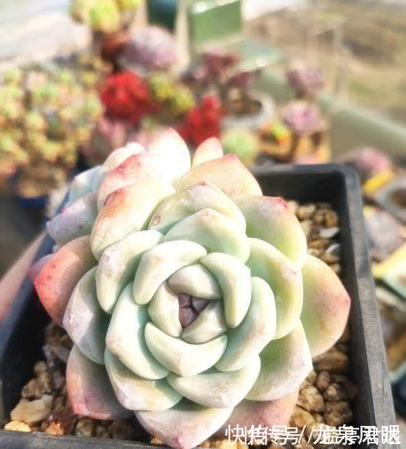 多肉根系|多肉想要养得好,通风,光照不能少,夏天养多肉,小风扇准备好