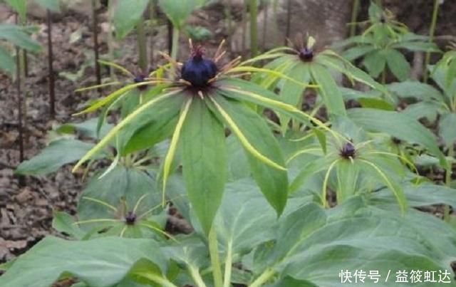 此种药草，学名七叶一枝花，很多农村路边常见，药效很好别错过！