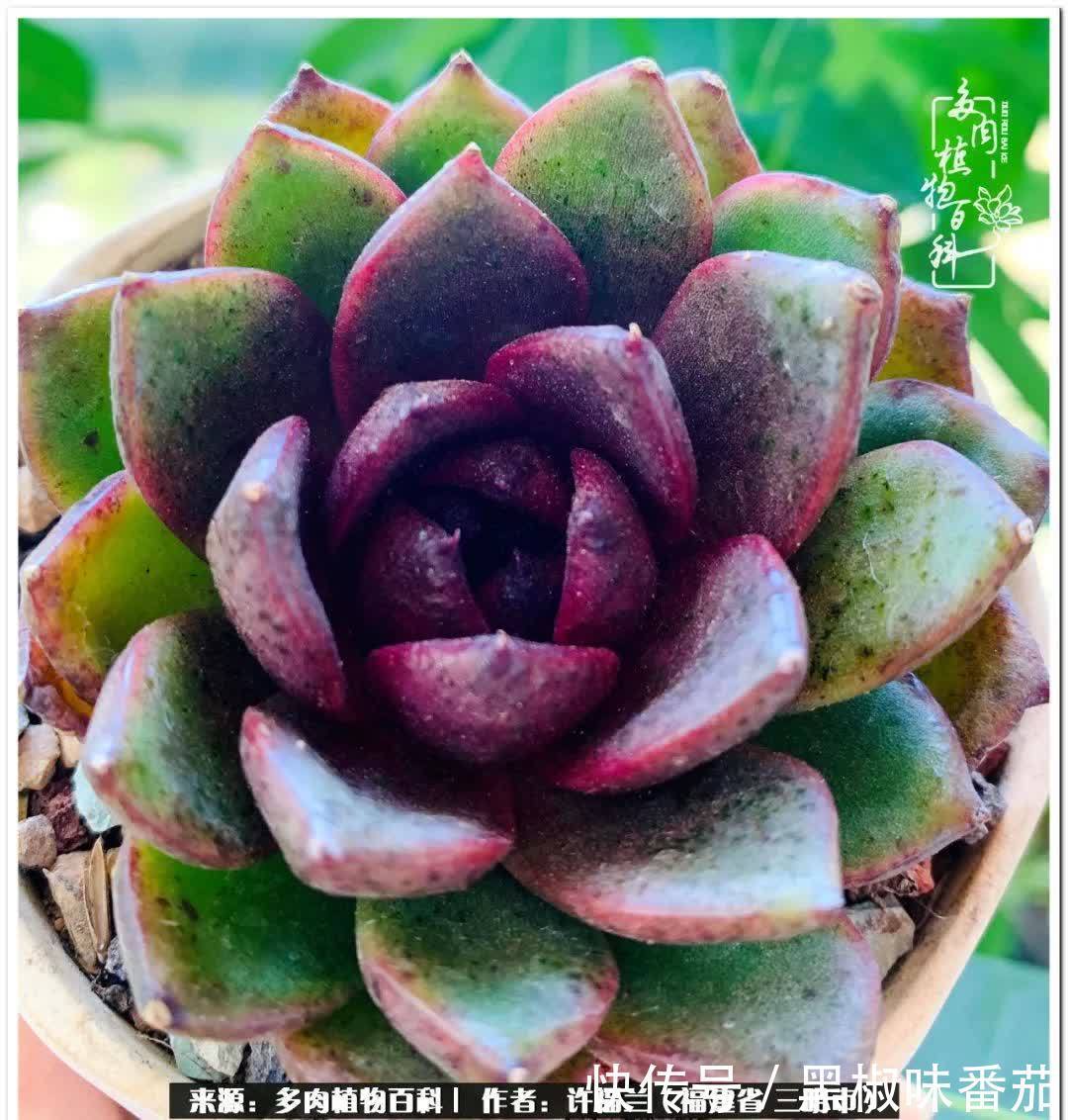 尖尖|养多肉两年,美丽与赏心悦目并存!