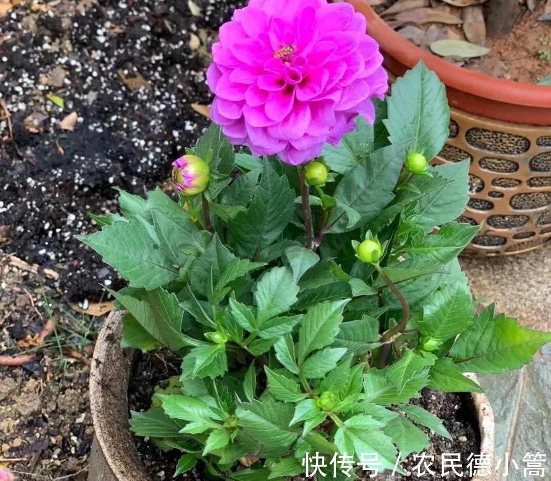 大红色|露台、小院可养一种花，花比碗口大花色鲜艳，开不停