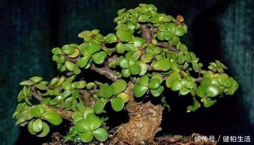植株|这2种树，是养“高价老桩”的首选，木质化强，5个月就能养成功