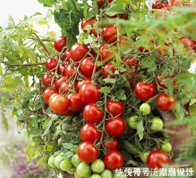 阳台种菜,种3种速生菜,30天就采摘,叶子肥嫩,硕果累累