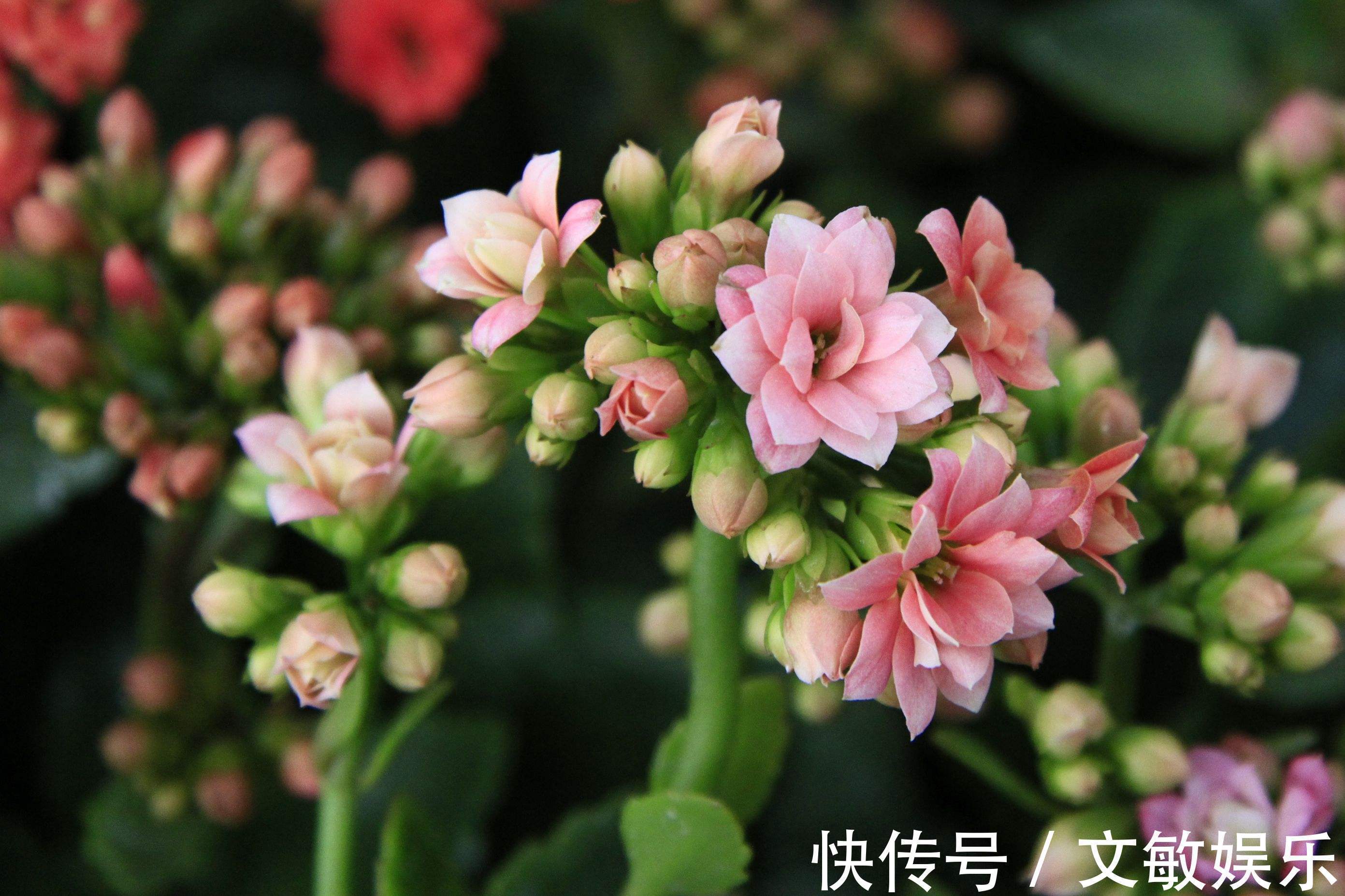 为什么新手养的”长寿花“的花苞东倒西歪的,教你一招花开到爆盆