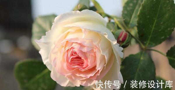 喷药|花友种月季前必须考虑清楚三个问题,不然越养越心烦