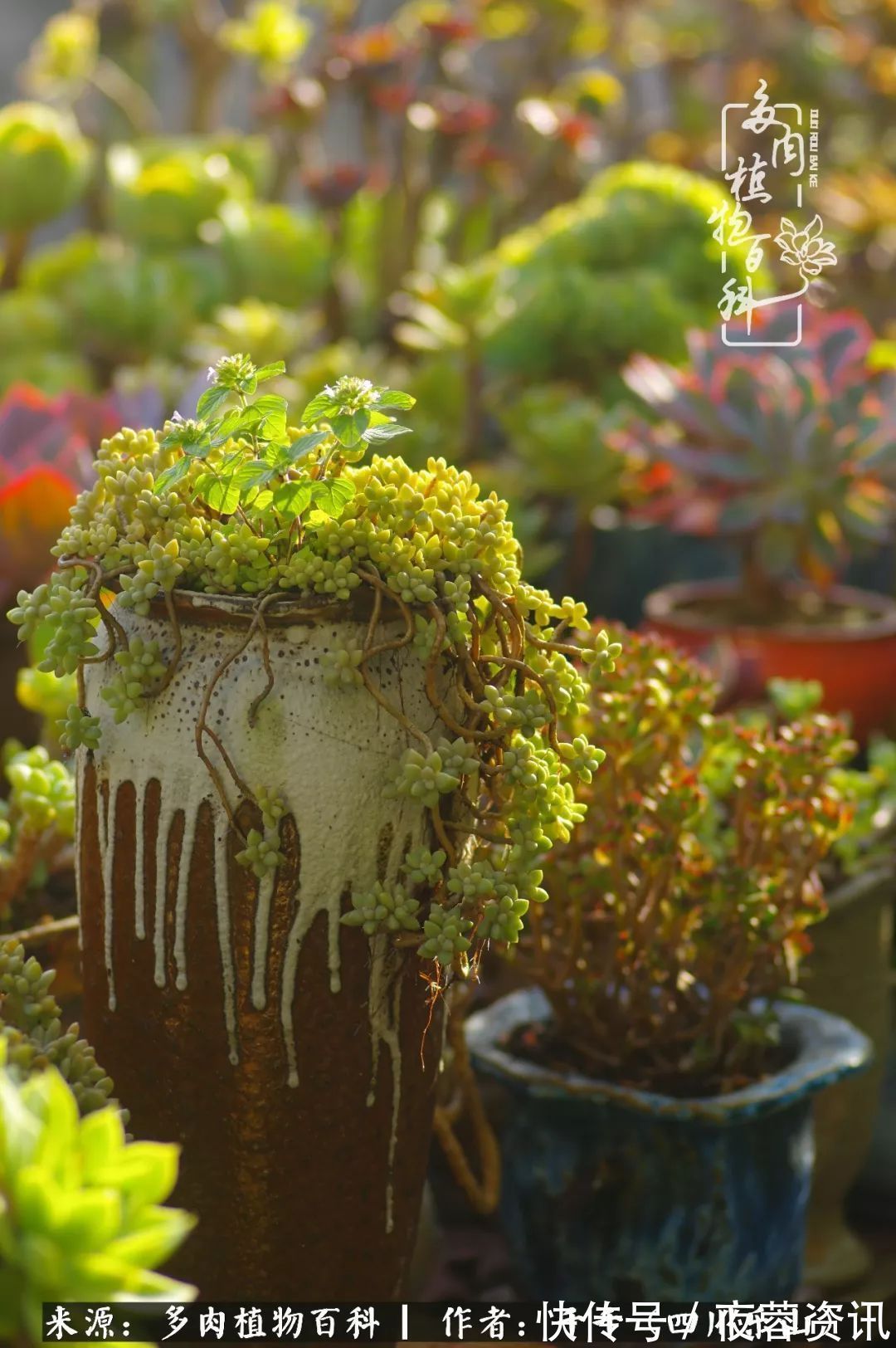 夏天|夏天日晒雨淋,秋老虎来势汹汹,你的多肉准备好逆袭了吗