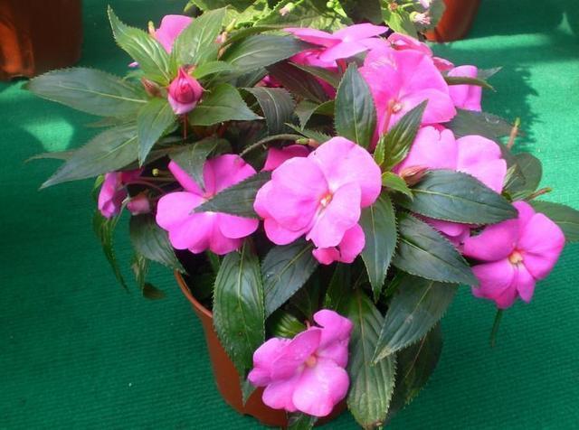 家里养此6种花卉盆栽,好养易活满屋子飘香,美极了!