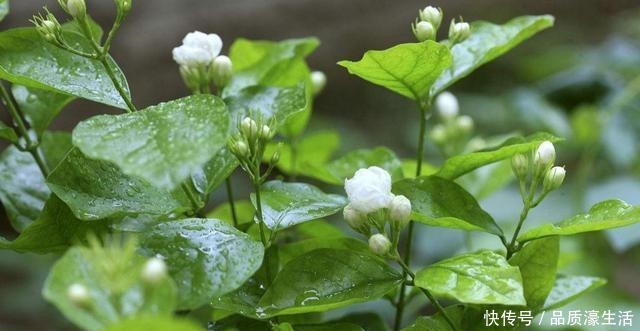 茉莉土加“一料”,不黄叶不徒长,易生根长得旺,养成繁花老桩!