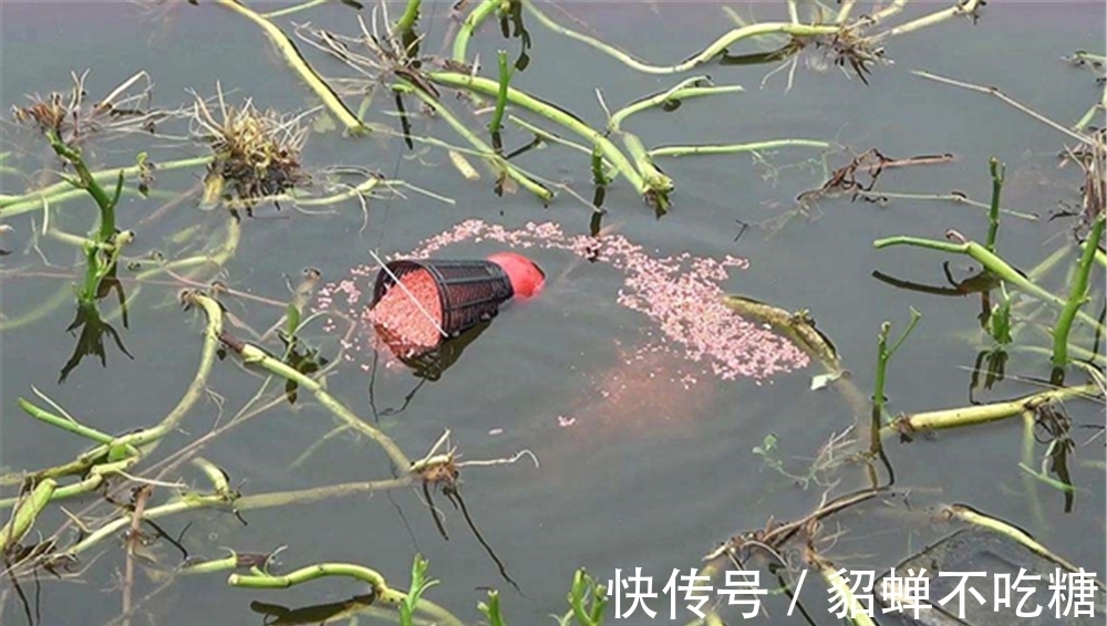 冬季钓鱼,不要一到水边就下竿,牢记4个法则,天再冷都能爆护