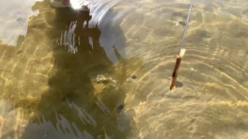 夏天，碰到此肉别手软，一次性囤30斤，放冰箱冻起来，特省事