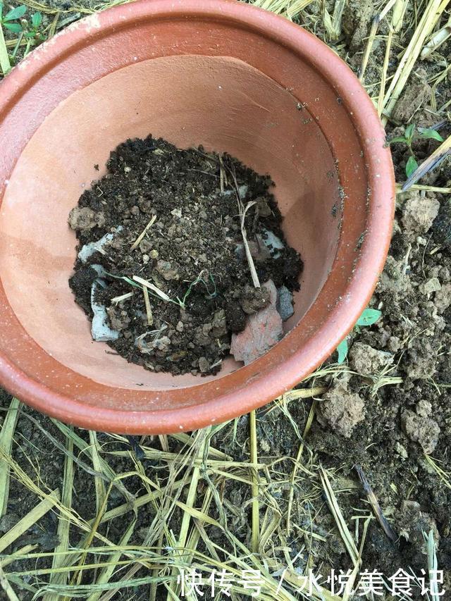 她给吊兰、君子兰喂2种肥,几月长出“萝卜根”,新芽新叶呼呼冒