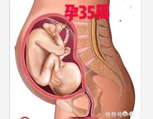 肚子|35周胎儿在肚子里总是鼓包包,肚子发硬,吸收有点难受正常吗?