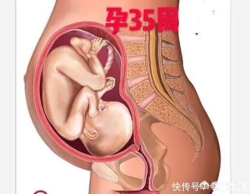 肚子|35周胎儿在肚子里总是鼓包包，肚子发硬，吸收有点难受正常吗？