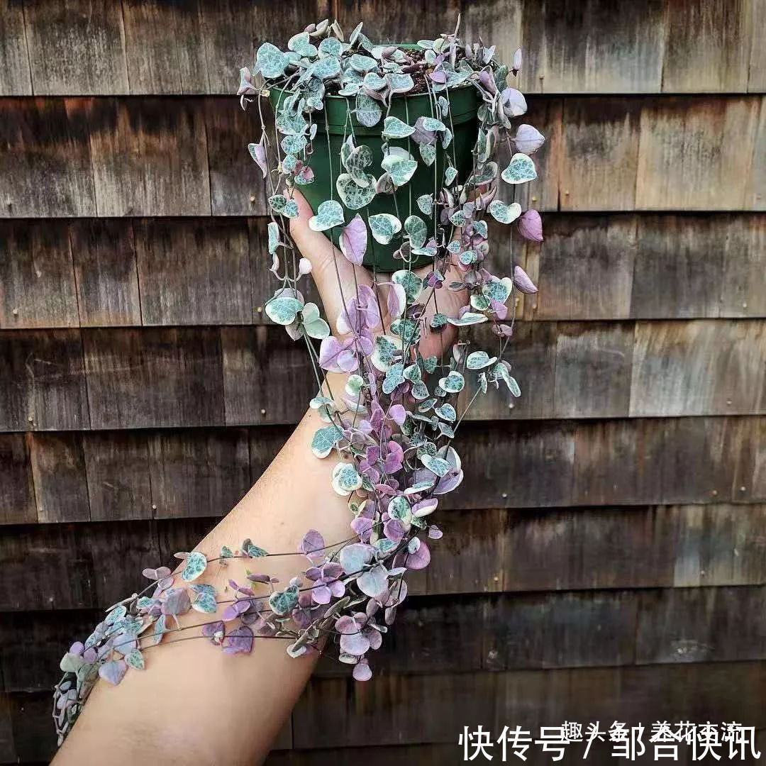 小花|多肉的品种又多又好看,为啥自己总养不活,那是因为没看到这几种